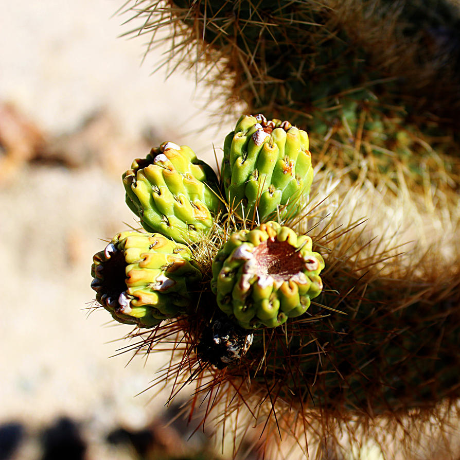 Flowers on a cholla cactus