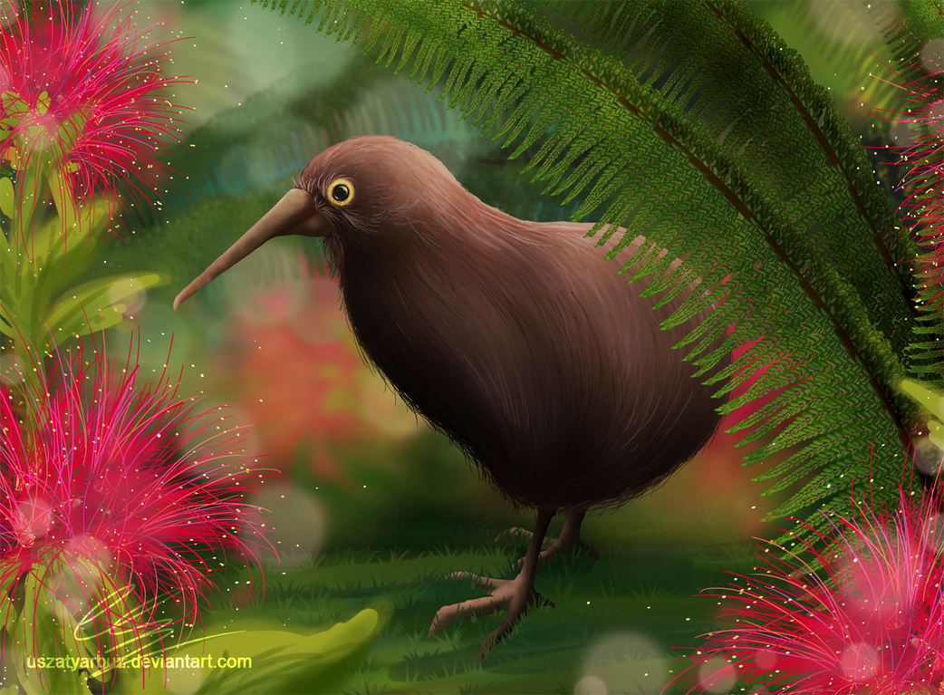 Kiwi bird by UszatyArbuz on DeviantArt