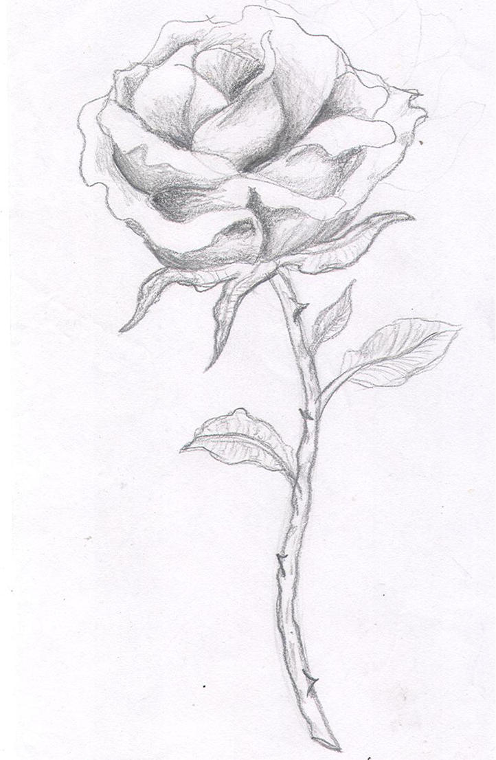 Black And White Rose With Stem