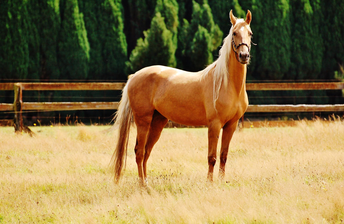 http://pre14.deviantart.net/6580/th/pre/f/2012/244/9/e/palomino_saddlebred_by_jodiewphotography-d5d8phj.jpg