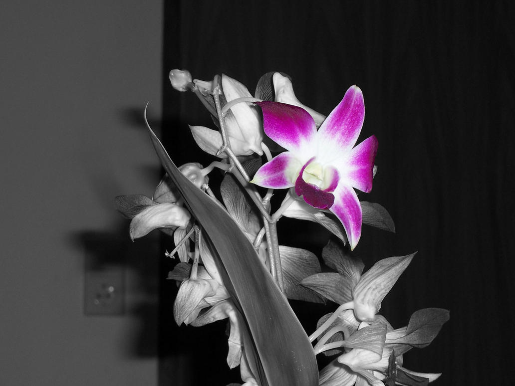 Orchids Wallpaper Black And White