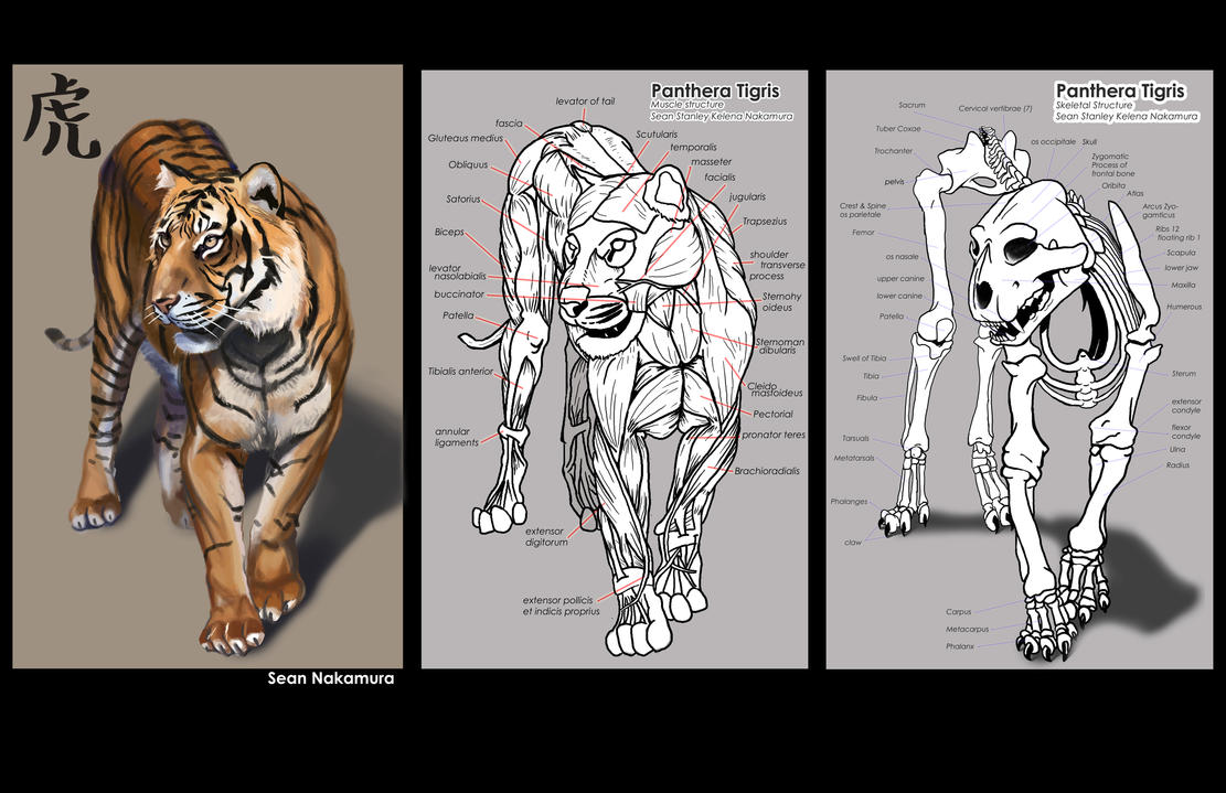A study of the tiger